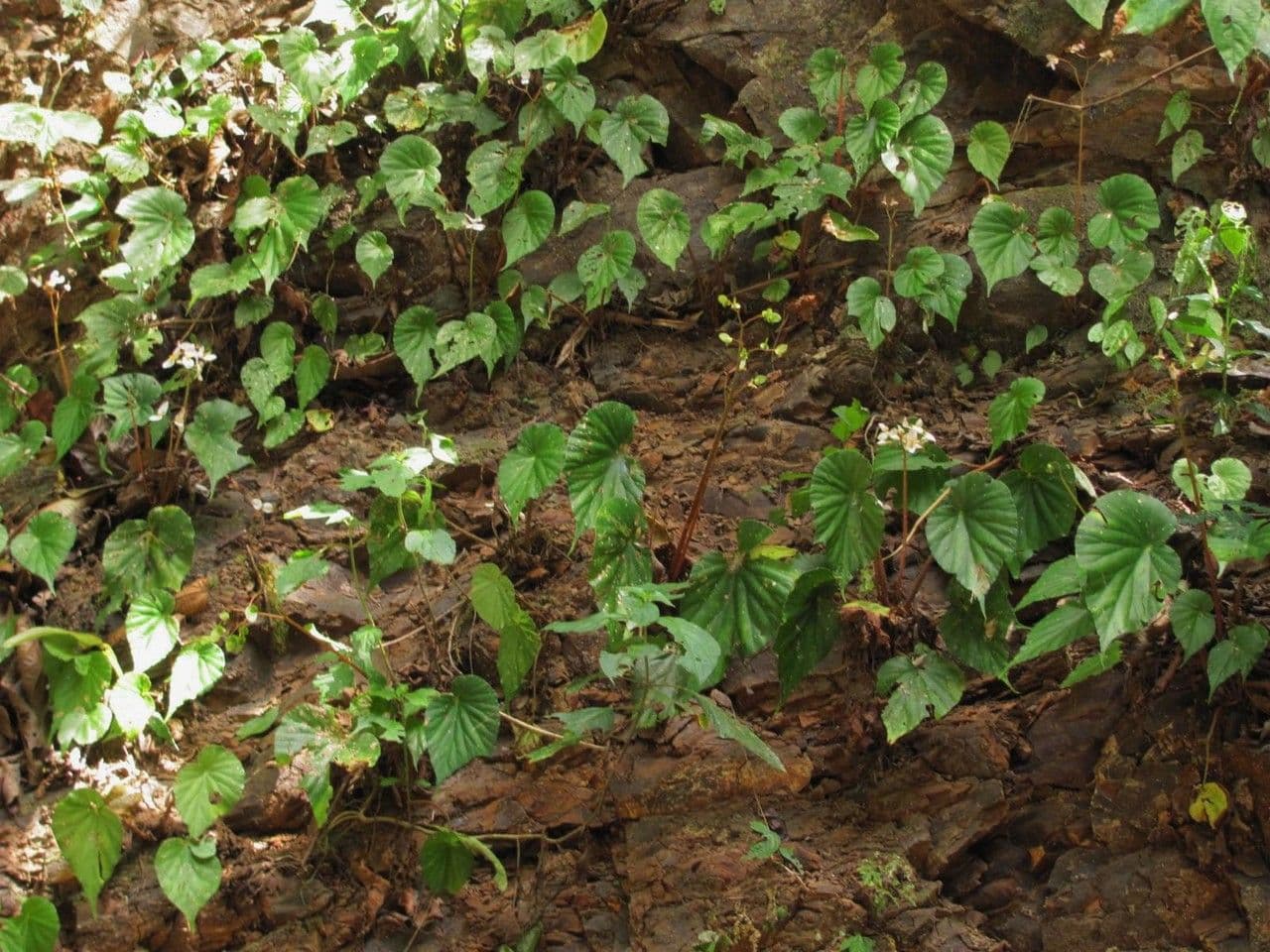 Begonia 11
