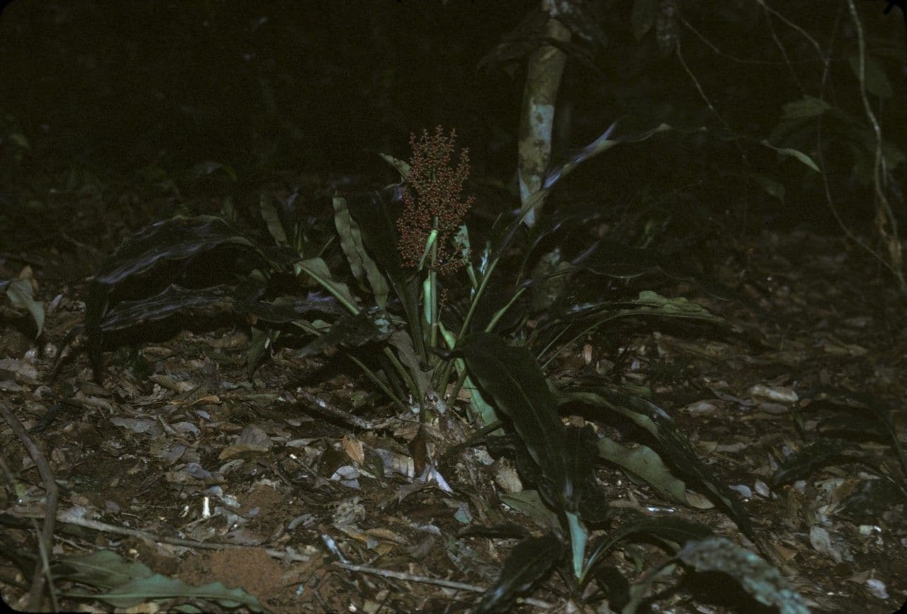 Hanguana 5