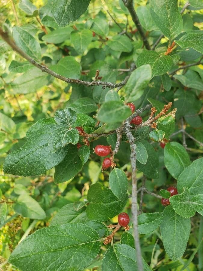 Shepherdia canadensis 18