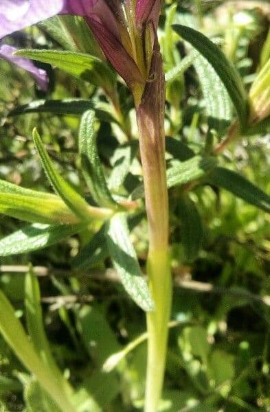 Orchis papillon 17