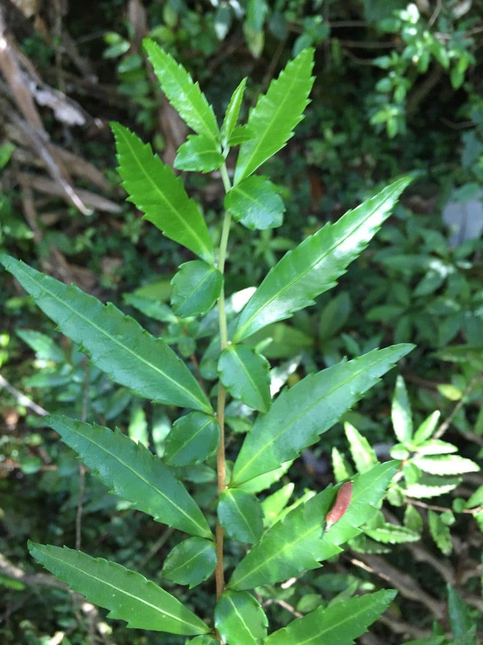 Azara 17