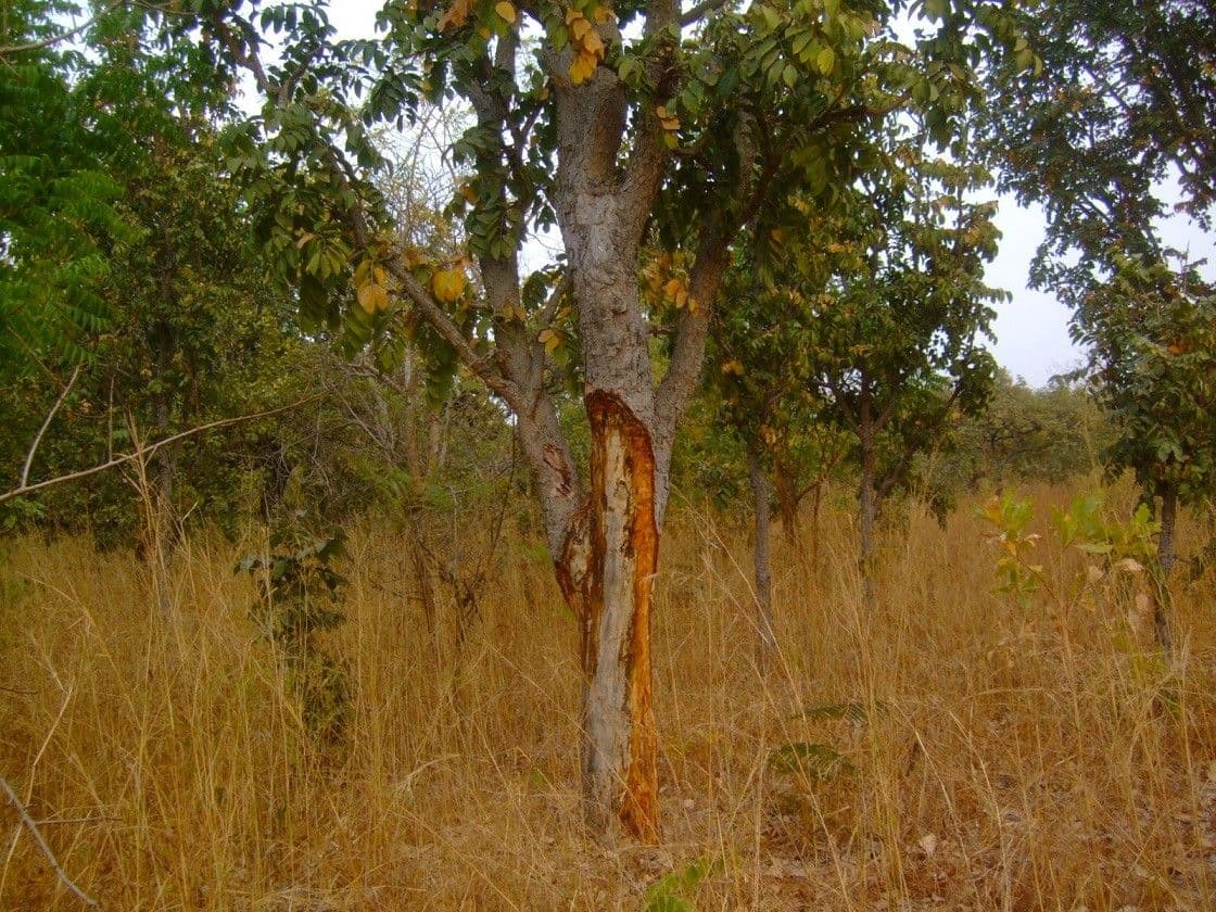 Daniellia 6