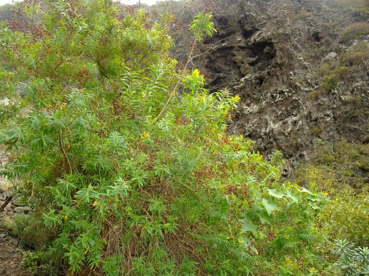 Třezalka kanárská 13