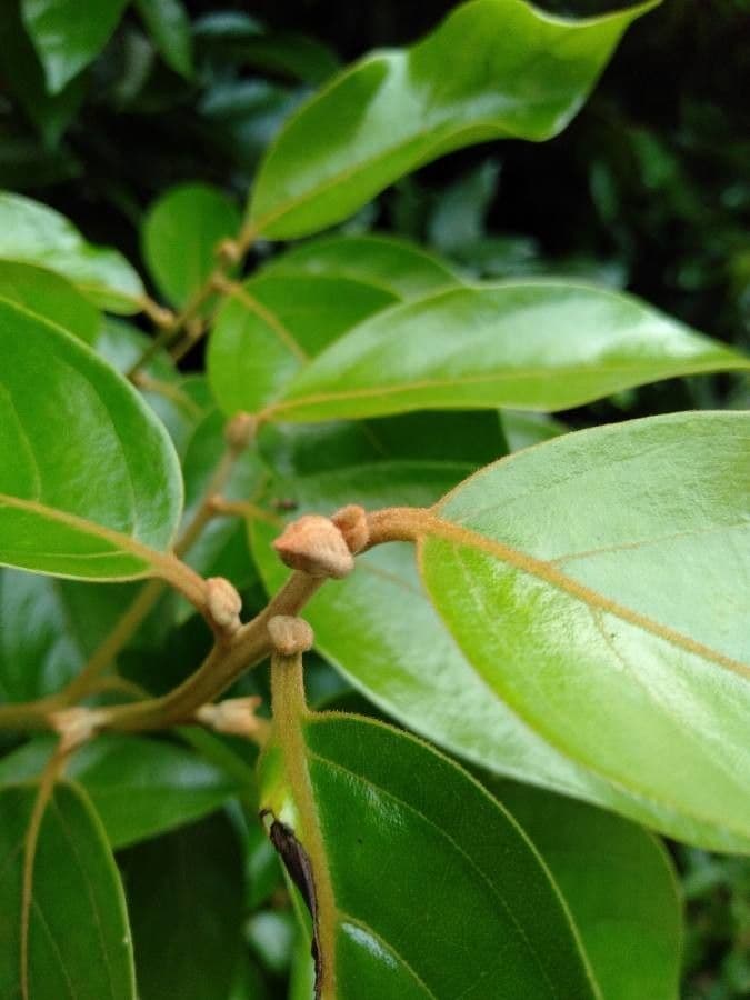 Ocotea 7