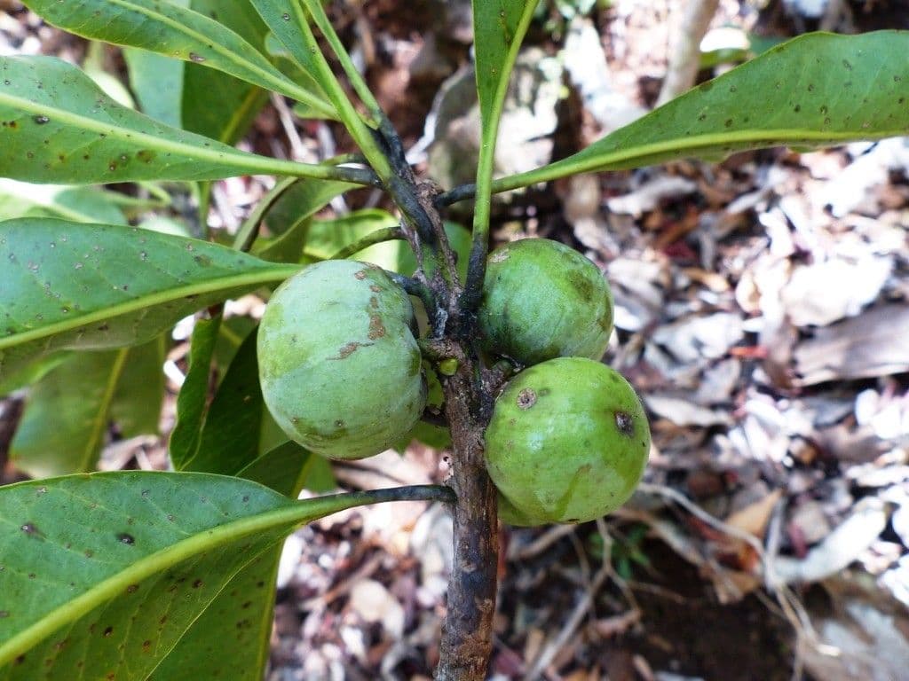 Planchonella 3