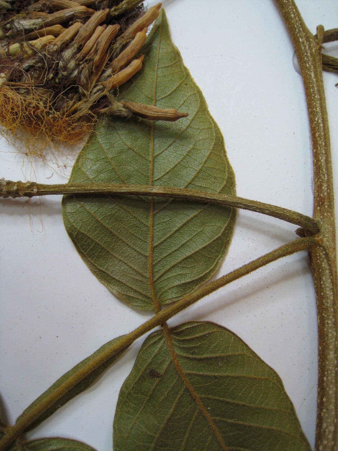 Inga striata