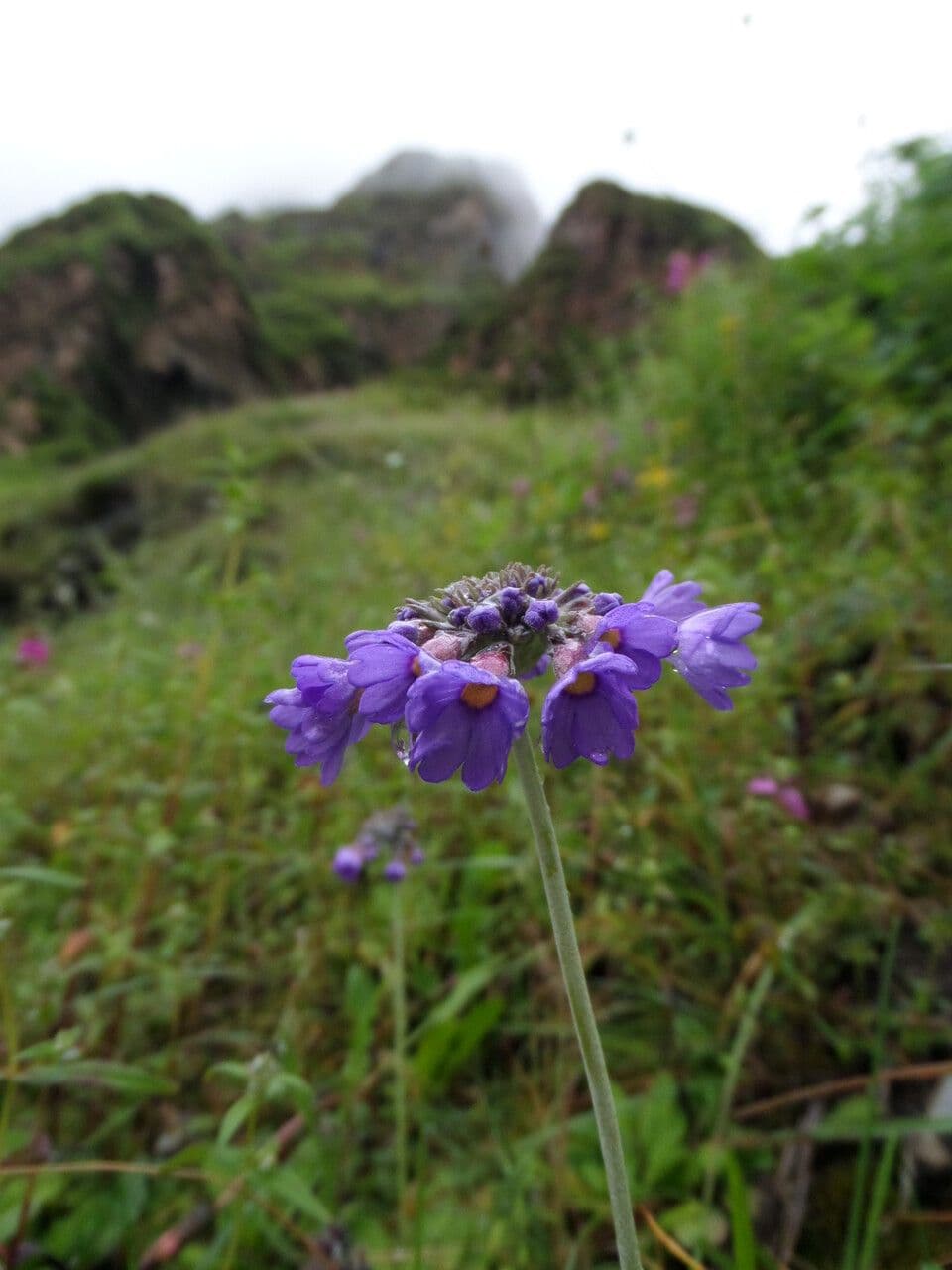 Primula 12