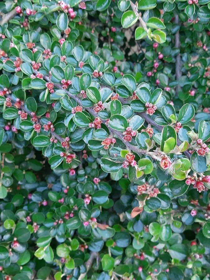 Cotoneaster 10