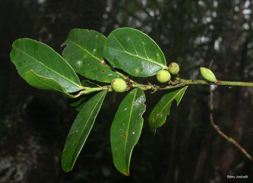 Dicarpellum 5