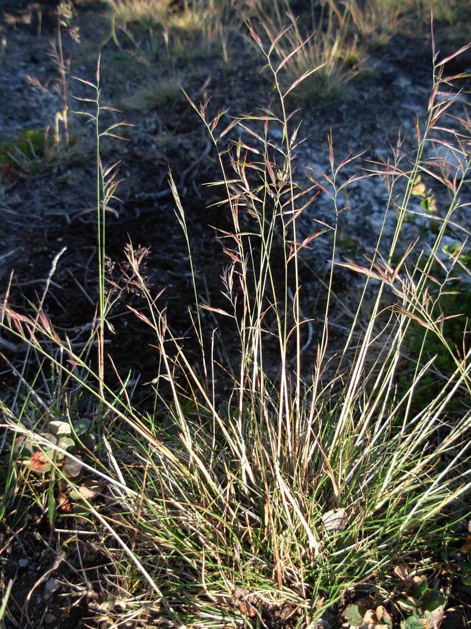 Festuca viviparoidea 4