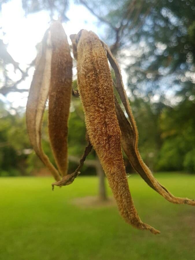 Handroanthus 3