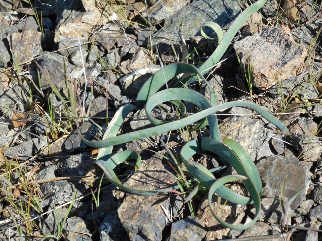 Allium falcifolium 6