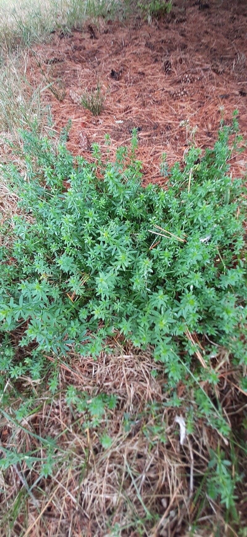 Galium 14