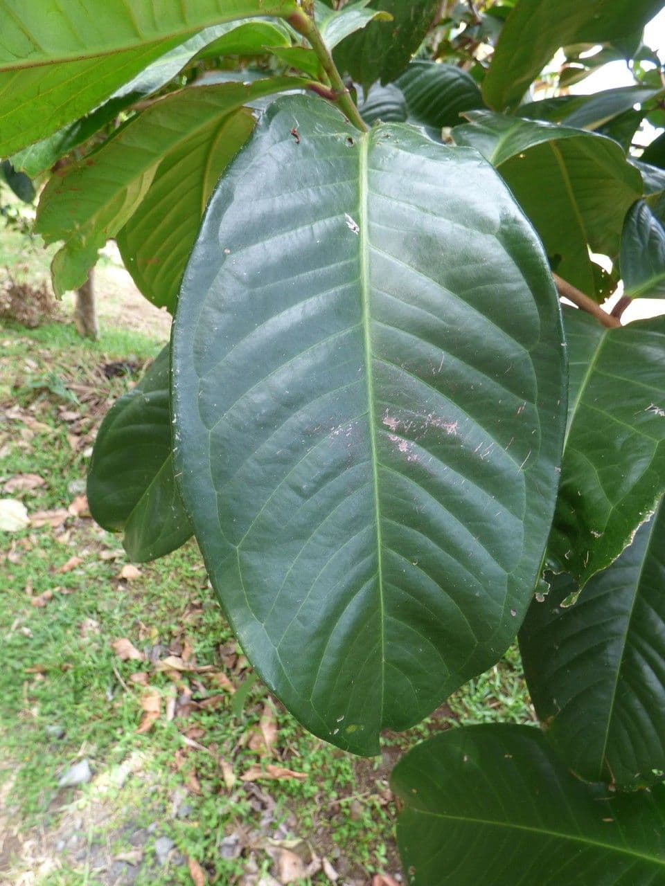 Syzygium malaccense 20