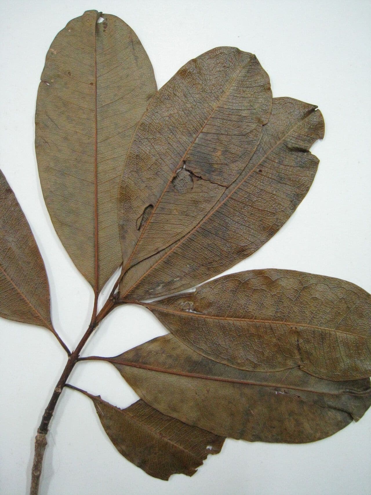 Vochysia 10