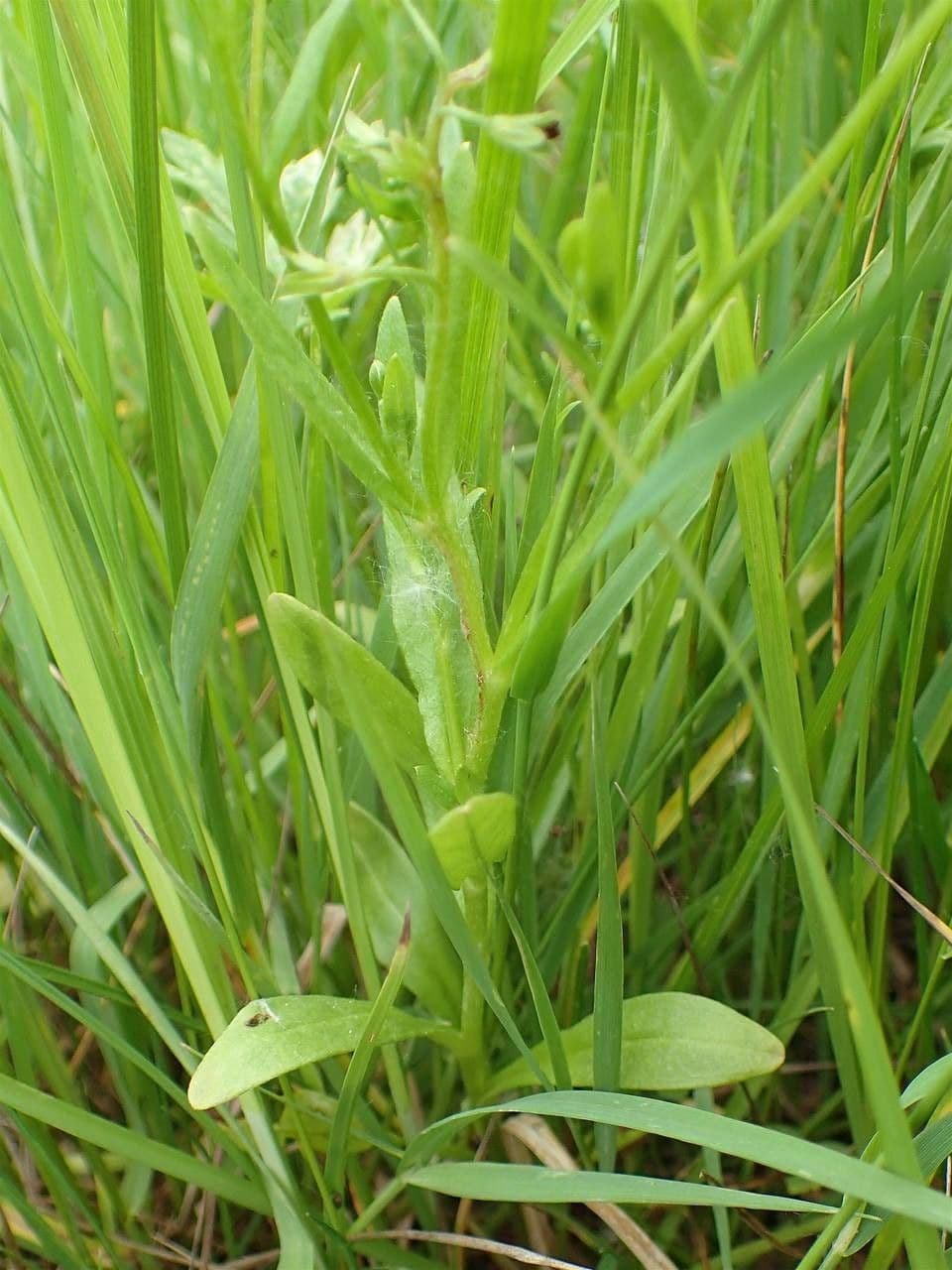 Miosotide lassa 10