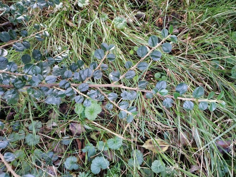 Cotoneaster 27