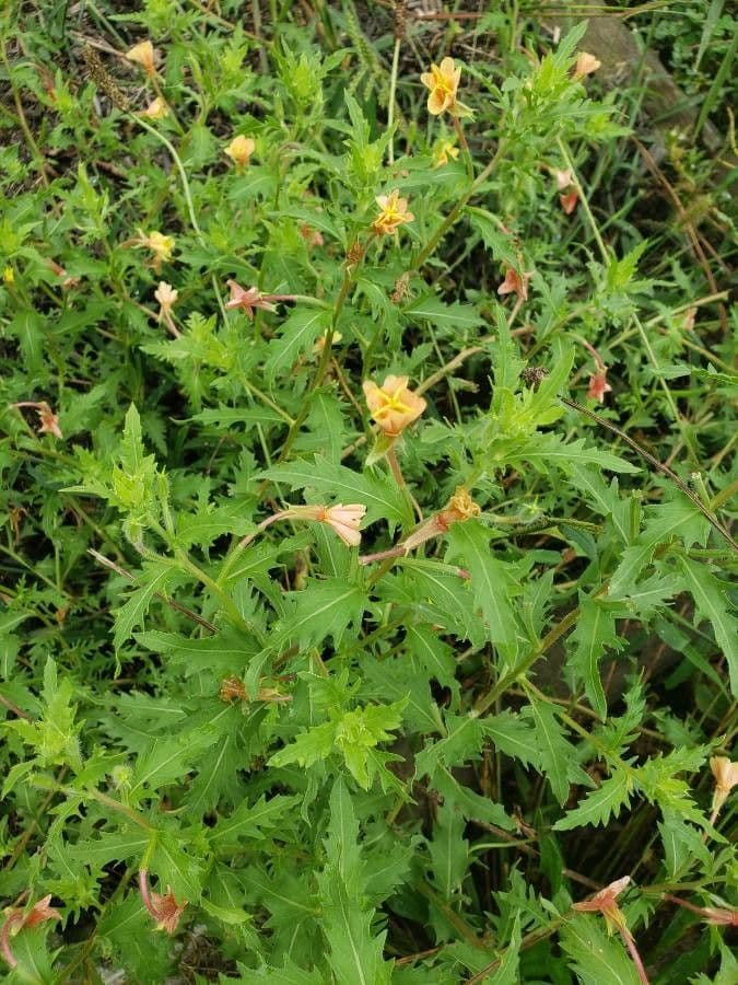 Onagra laciniata 17
