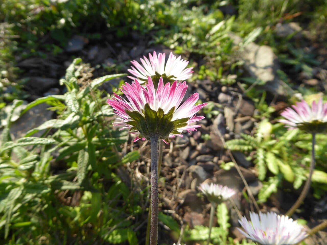 Margherita selvatica 21