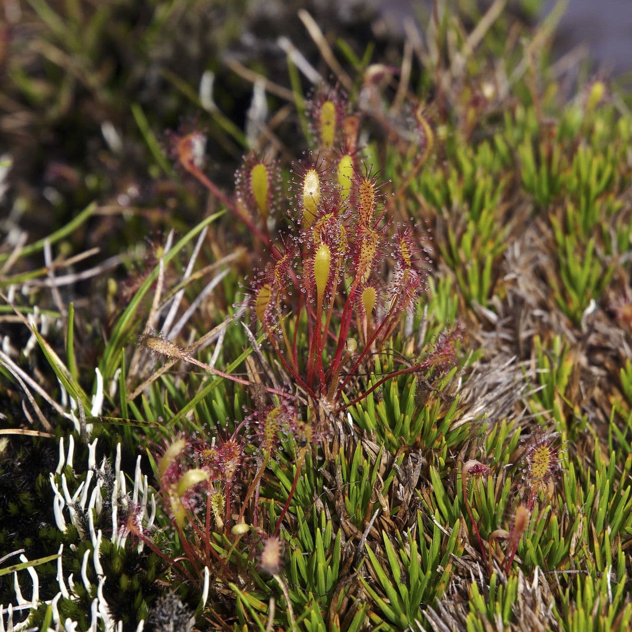 Drosera anglica 11