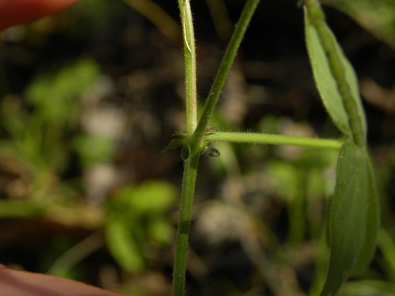 Desmodium distortum 12