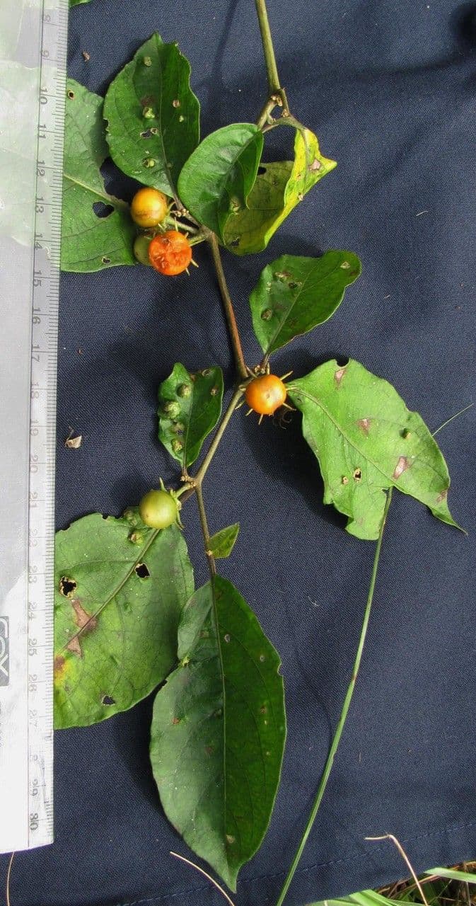 Lycianthes 18