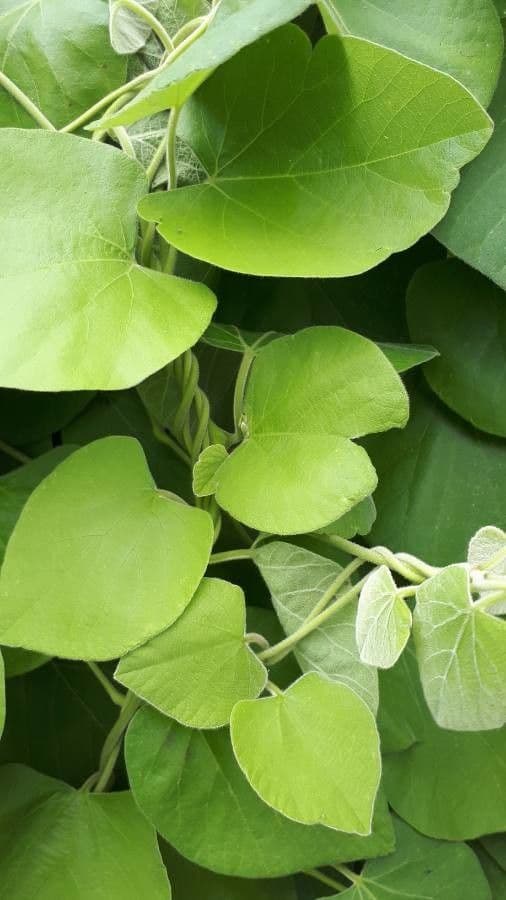 Aristolochia 11