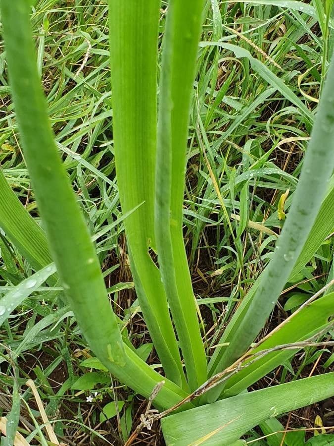 Albuca 11