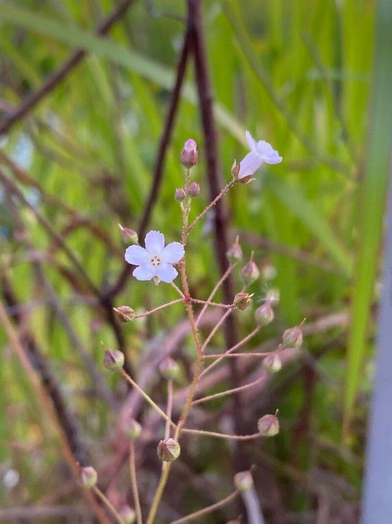 Samolo ebracteatus