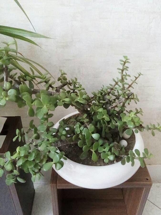 Portulacaria afra 10