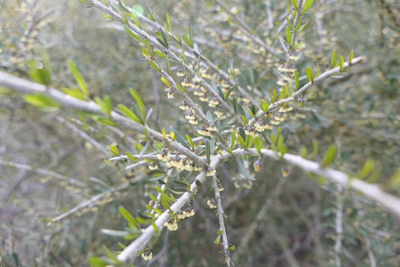 Melicytus