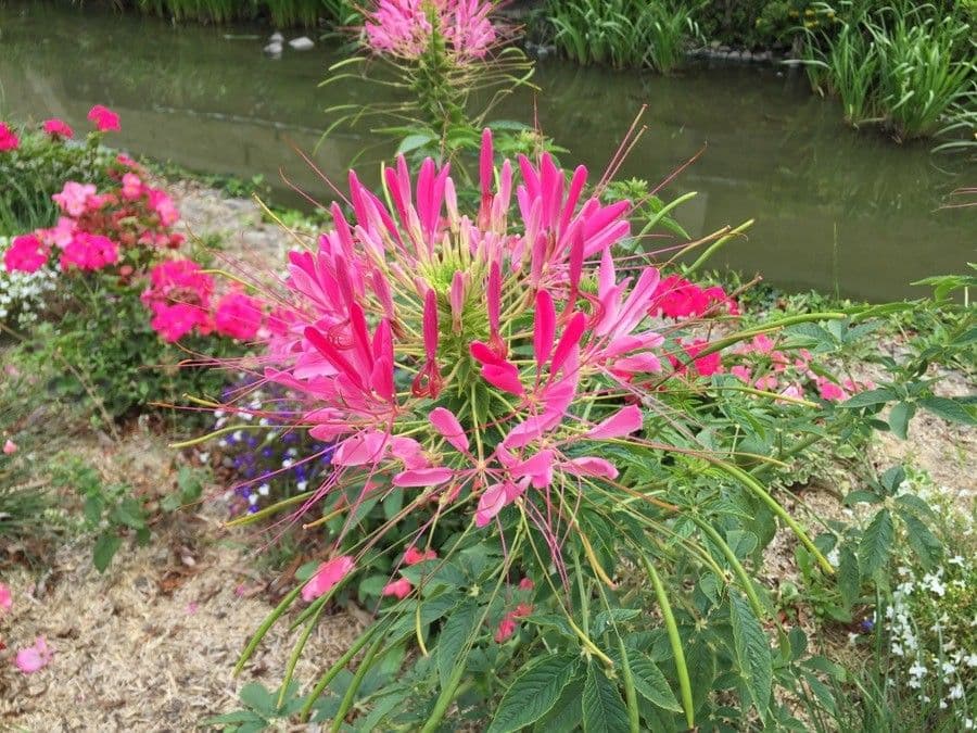 Pavučinkový kvet 8