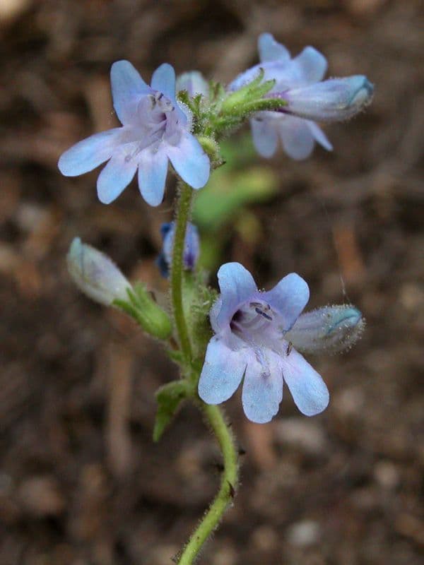 Penstemon anguineus 3