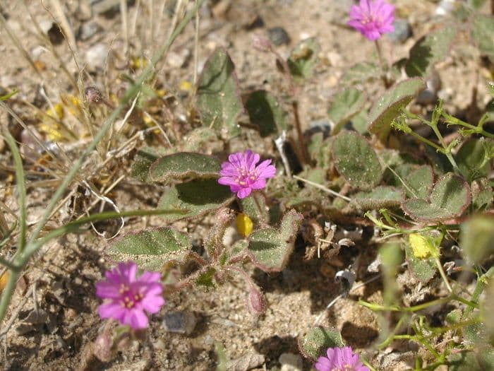 Mirabilis incarnata 7