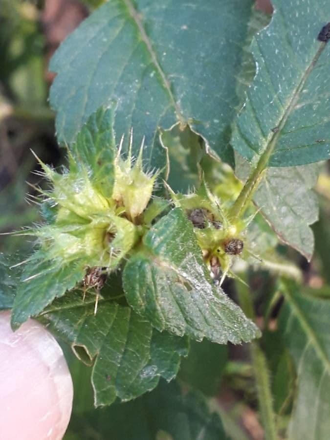 Canapa selvatica 4
