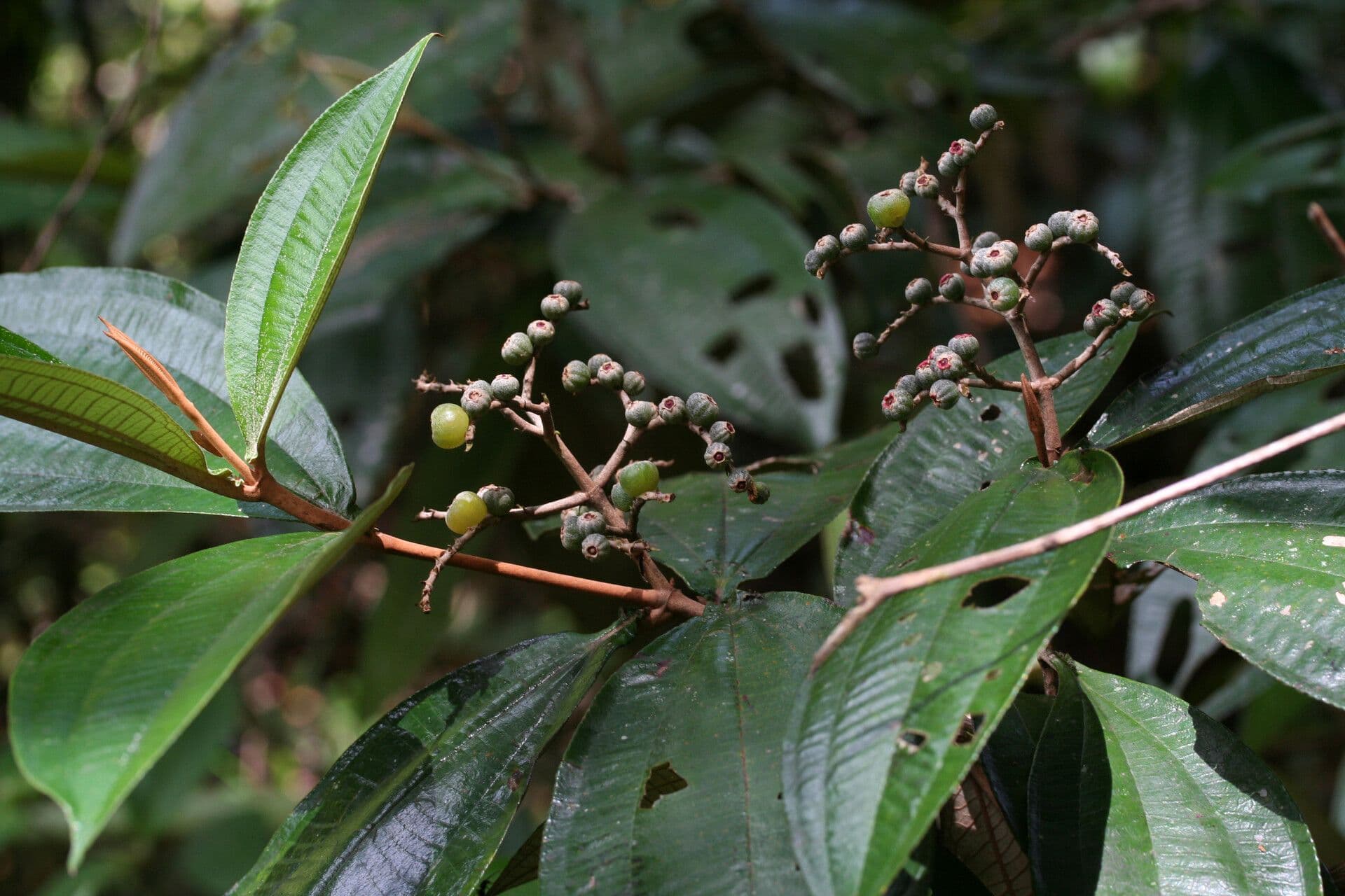 Miconia 2