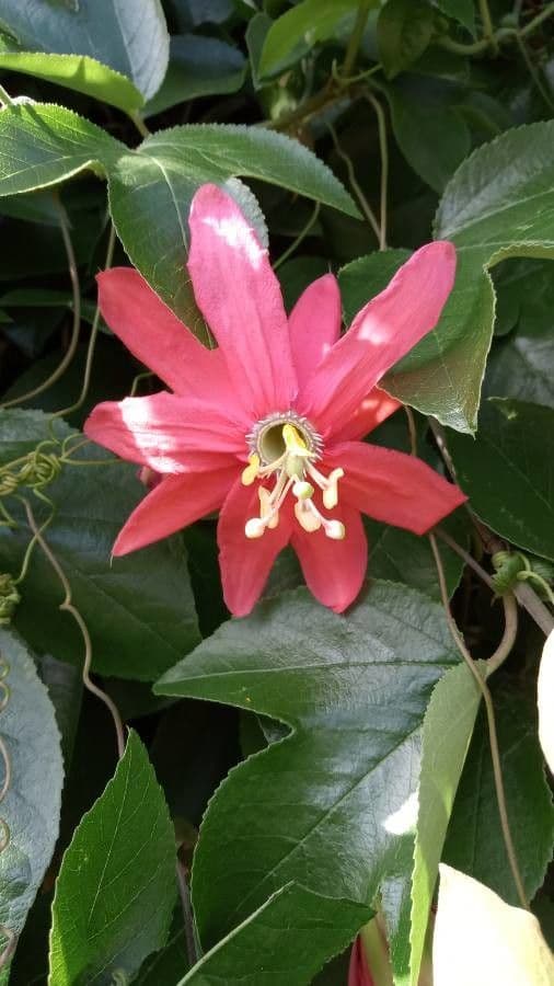 Pasiflora roja 3