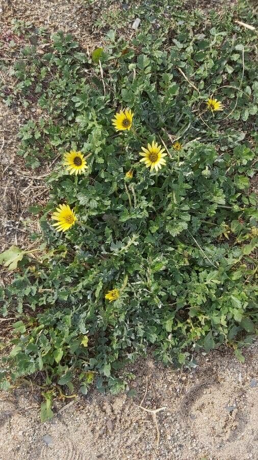 Kapringelblume 24