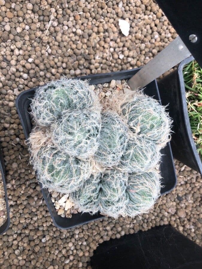 Haworthia 4