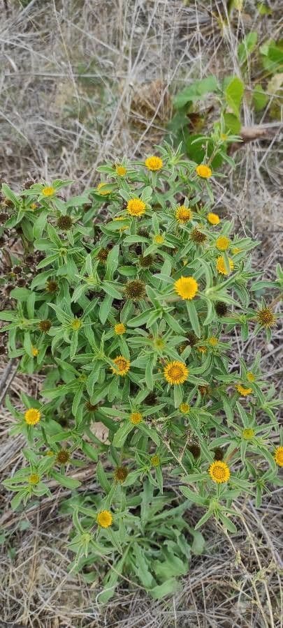 Asteroide spinoso 14