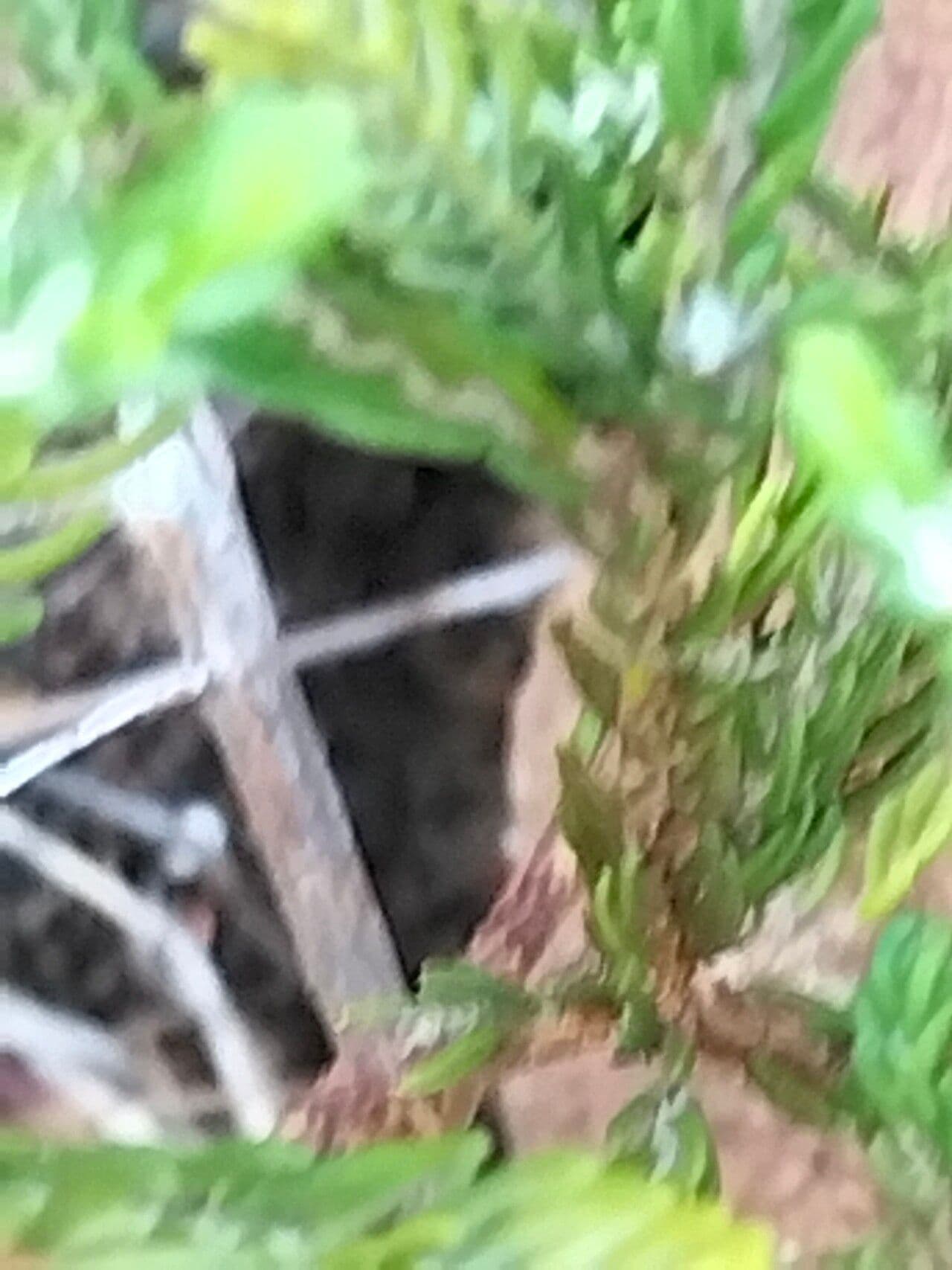 Passerina corimbosa 6