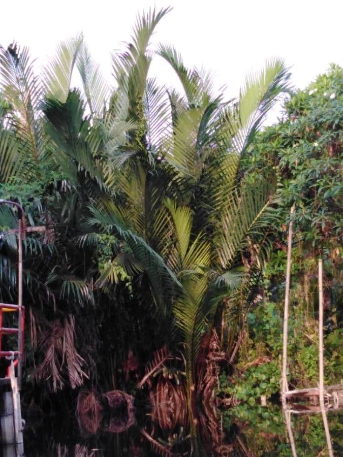 Nipa 11