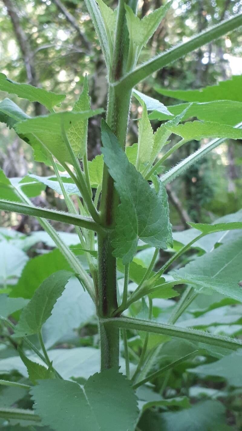 Salvia vischiosa 26