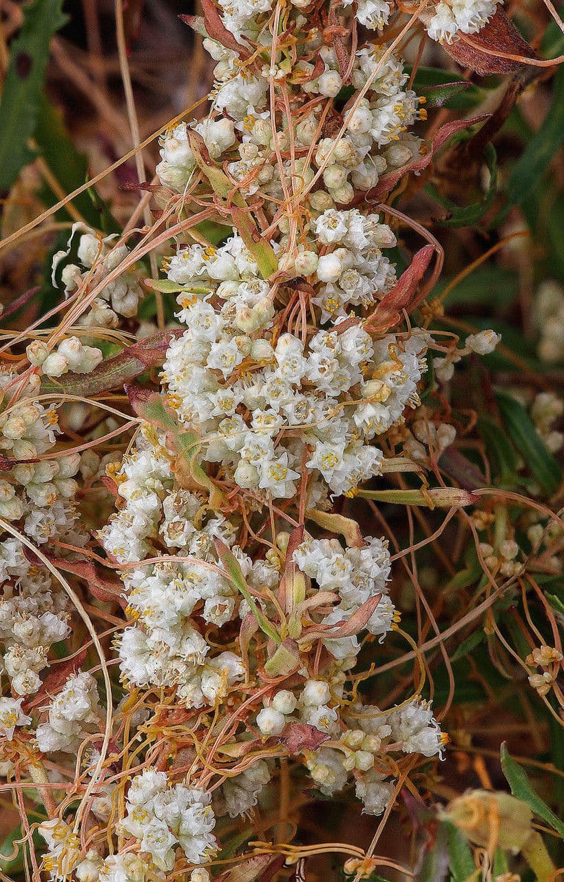 Cuscuta indecora 2
