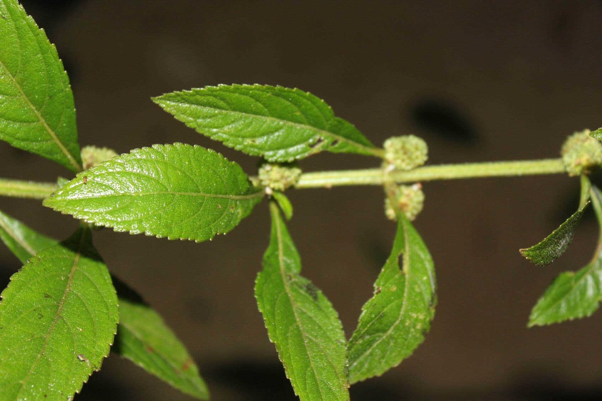 Hyptis 6