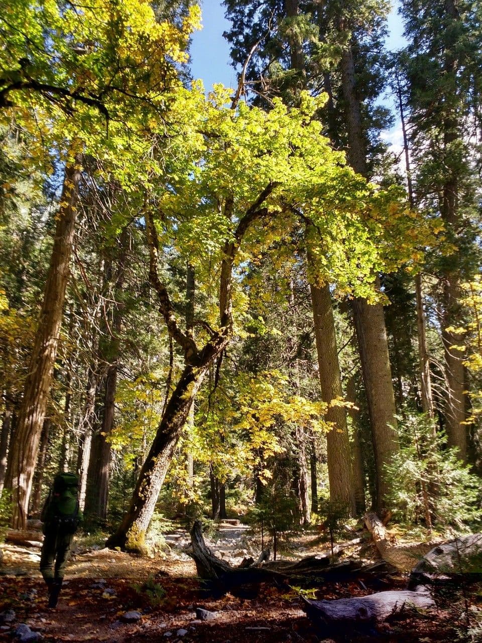 Oregon-Ahorn 15