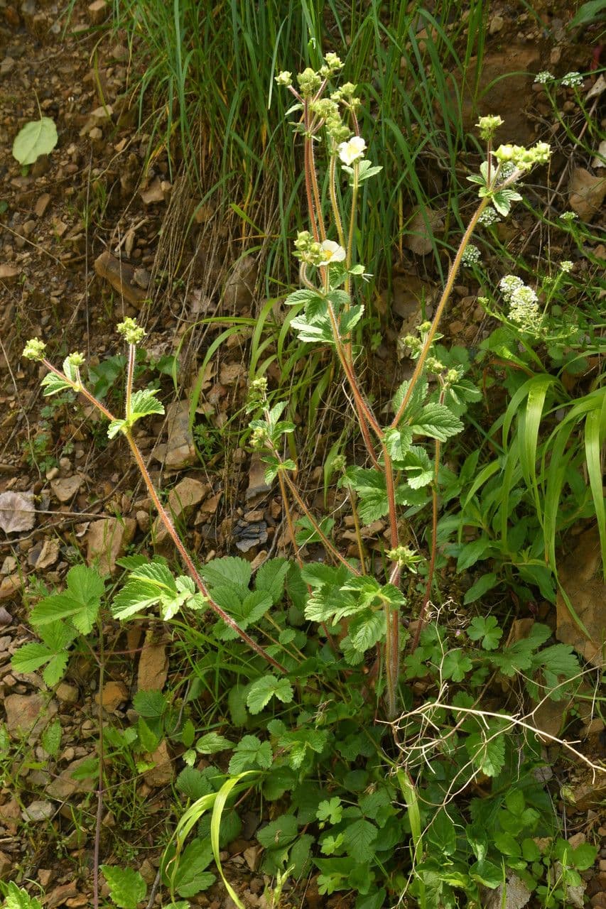 Cinquefoglie rupestre 8
