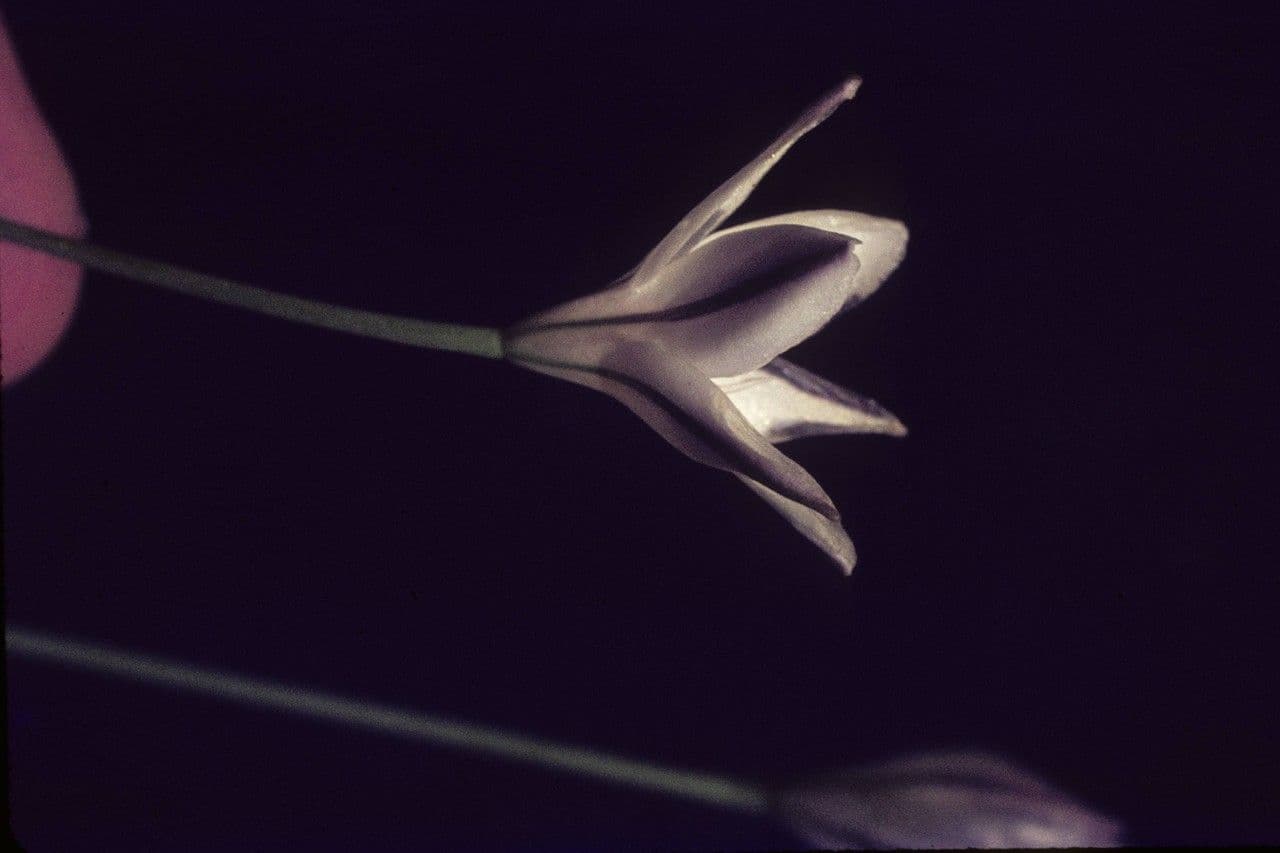 Triteleia