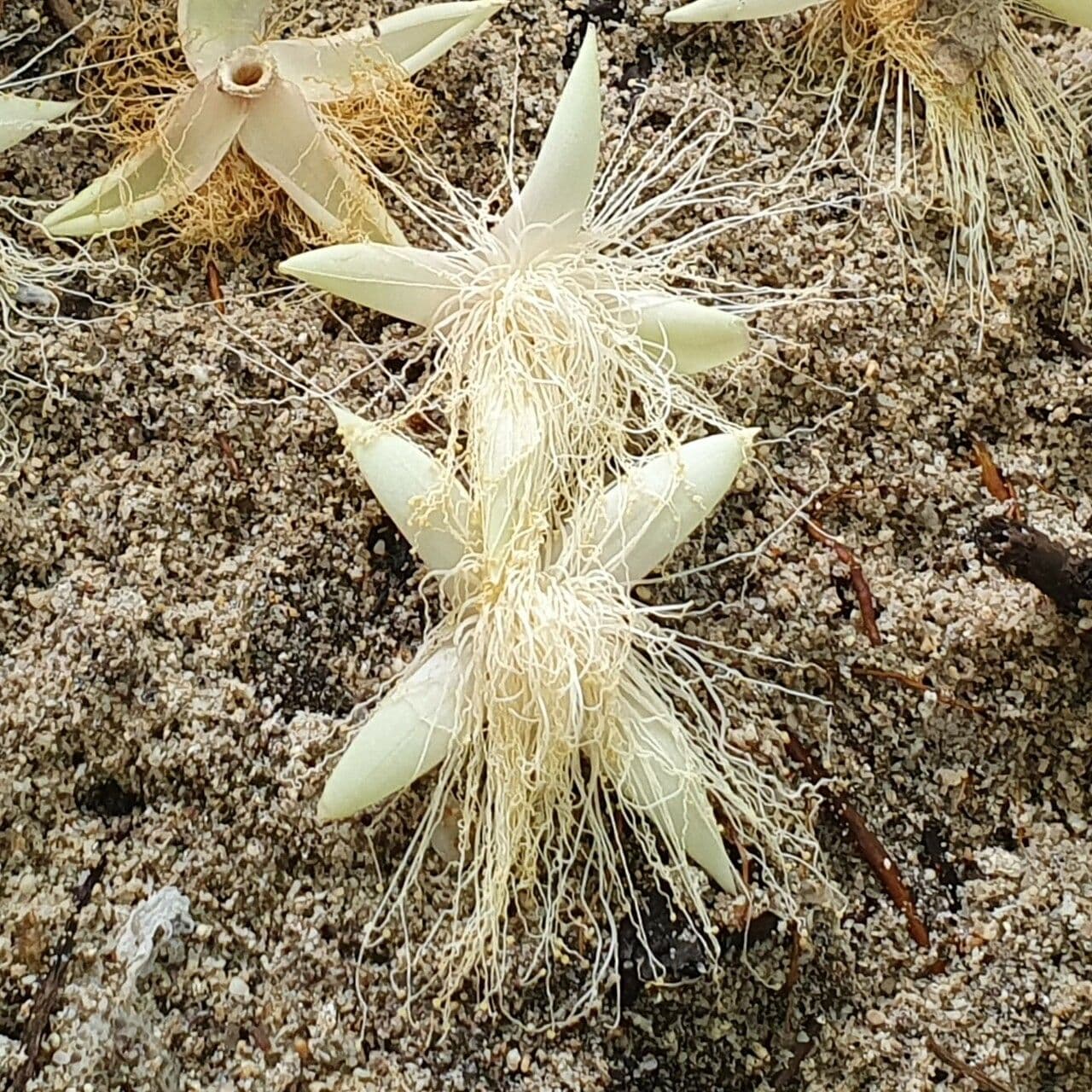 Barringtonia 6