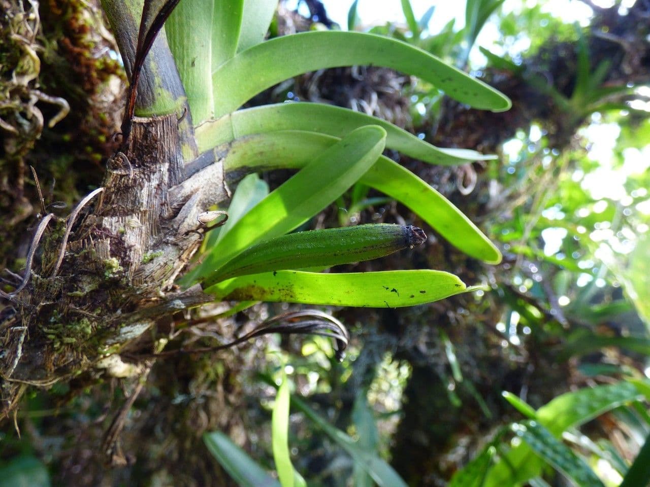 Jumellea